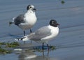 Franklins Gull, Leucophaeus pipixcan Royalty Free Stock Photo