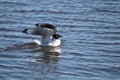 A Franklin`s Gull stretching its wings while on water