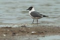 Franklin`s Gull - Leucophaeus pipixcan