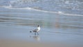 Franklin`s Gull walking alone on the beach. Scientific name: Larus pipixcan