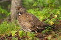 Franklin's Spruce Grouse