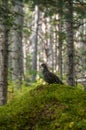 Franklin Spruce Grouse