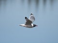 Franklin's Gull in flight Royalty Free Stock Photo