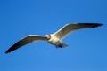 Franklin's Gull in flight Royalty Free Stock Photo