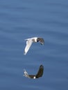 Franklin's Gull in flight with reflection Royalty Free Stock Photo