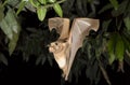 Franquet's epauletted fruit bat (Epomops franqueti) flying at night.