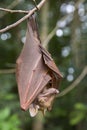 Franquet's epauletted fruit bat (Epomops franqueti) hanging in a tree.