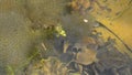 Frantic frogs and their spawn