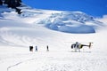 Franz Josef Glacier snow landing Royalty Free Stock Photo