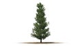 Fraser Fir tree