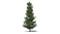 Fraser Fir tree