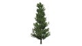 Fraser Fir tree