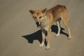 Fraser Island Dingo Royalty Free Stock Photo