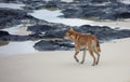 Fraser Island Dingo on beach Royalty Free Stock Photo
