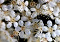 Fraser Photinia flowers, Photinia x fraseri, ornamental shrub