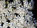 Fraser Photinia flowers, Photinia x fraseri, ornamental shrub