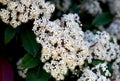 Fraser Photinia flowers, Photinia x fraseri, ornamental shrub