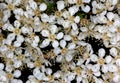 Fraser Photinia flowers, Photinia x fraseri, ornamental shrub