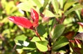 The Fraser Photinia Little Red Robin