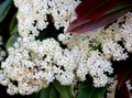 Fraser Photinia, Photinia x fraseri, ornamental shrub