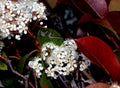 Fraser Photinia, Photinia x fraseri, ornamental shrub