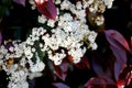 Fraser Photinia, Photinia x fraseri, ornamental shrub