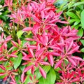 Fraseri Photinia, Red Tip