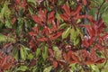 Fraser Photinia, Photinia x fraseri. Evergreen shrub with rich red-green foliage for urban and garden landscapes. Landscape