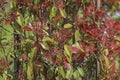 Fraser Photinia, Photinia x fraseri. Evergreen shrub with rich red-green foliage for urban and garden landscapes. Ornamental