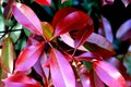 Fraser Photinia, Photinia x fraseri, ornamental shrub