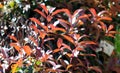 Fraser Photinia, Photinia x fraseri, ornamental shrub