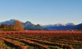 Fraser valley Blueberry farm in Winter Royalty Free Stock Photo