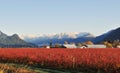 Fraser valley Blueberry farm in Winter Royalty Free Stock Photo