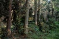 Frash Alder tree mixed forest in summer