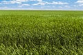 Frash field of green rye under wide blue and cloudy sky. Royalty Free Stock Photo