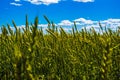 Frash green rye under wide blue sky. Royalty Free Stock Photo