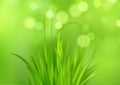 Frash Spring green grass background. Vector illustration