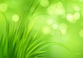 Frash Spring green grass background. Vector illustration