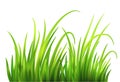 Frash Spring green grass background. Vector illustration