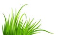 Frash Spring green grass background. Vector illustration