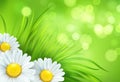 Frash Spring green grass and chamomile background. Vector illustration