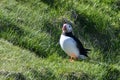 Fratercula arctica, Puffin of Iceland Royalty Free Stock Photo