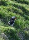 Fratercula arctica, Puffin of Iceland