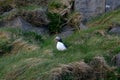 Fratercula arctica, Puffin of Iceland