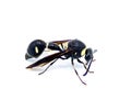 Fraternal Potter Wasp - Eumenes fraternus - builds a miniature pot out of mud in which it lays an egg and places a live