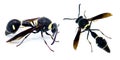 Fraternal Potter Wasp - Eumenes fraternus - builds a miniature pot out of mud in which it lays an egg and places a live