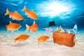 Fraud fish concept Royalty Free Stock Photo