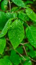 Frauenkogel - Rain droplets on a green leaf. The background is blurred Royalty Free Stock Photo