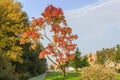 Fraxinus angustifolia Raywood as a Park tree planted in a lawn Royalty Free Stock Photo