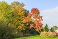 Fraxinus angustifolia Raywood in autumn colors Royalty Free Stock Photo